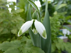 Galanthus elwesii 'Green Brush'-0
