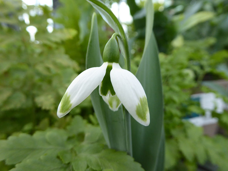 Galanthus elwesii 'Green Brush'-0