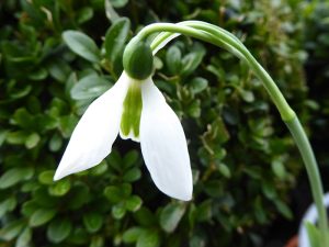 Galanthus elwesii var. monostictus 'Benjamin Britten'-0