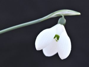 Galanthus elwesii var. monostictus 'H.Purcell'-0
