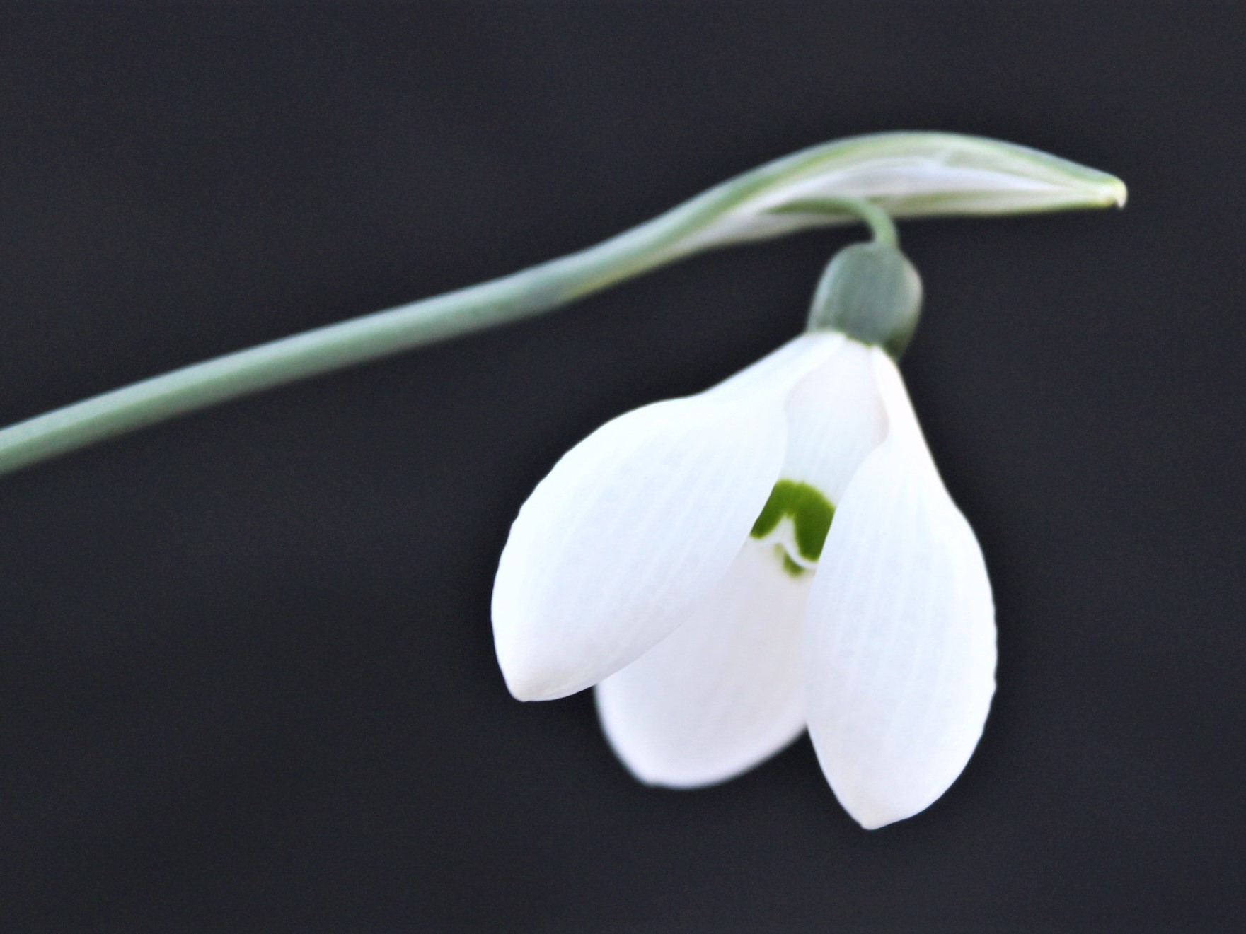Galanthus elwesii var. monostictus 'H.Purcell'-0