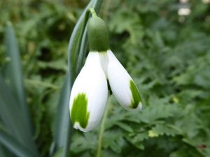 Galanthus 'Green of Hearts'-0