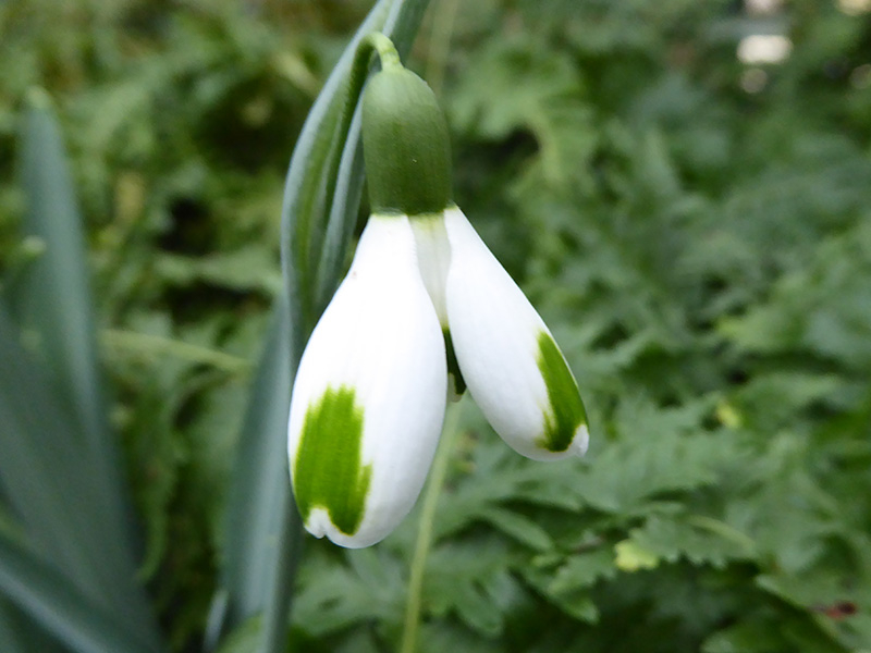 Galanthus 'Green of Hearts'-0