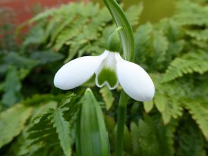 Galanthus plicatus 'Lambrook Greensleeves'-0