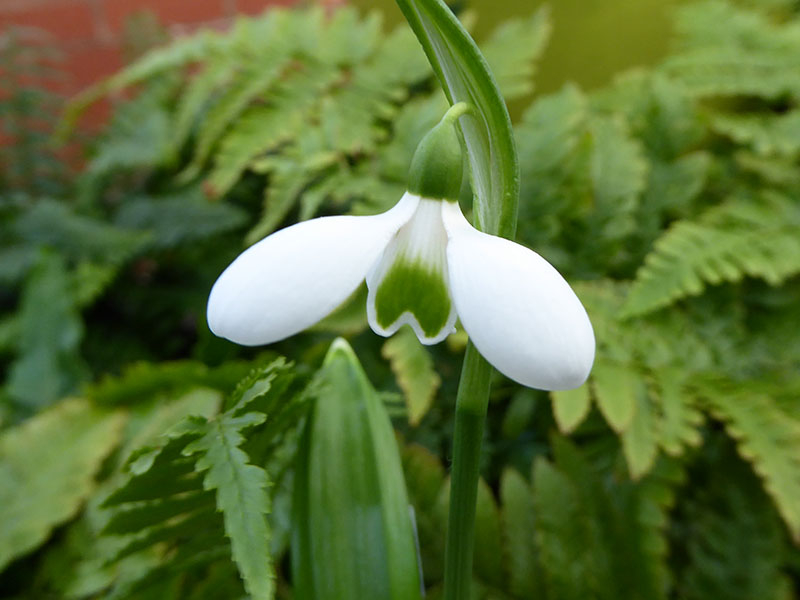 Galanthus plicatus 'Lambrook Greensleeves'-0