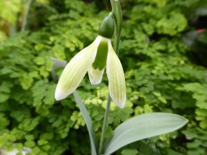 Galanthus elwesii 'Margaret Biddulph'-0