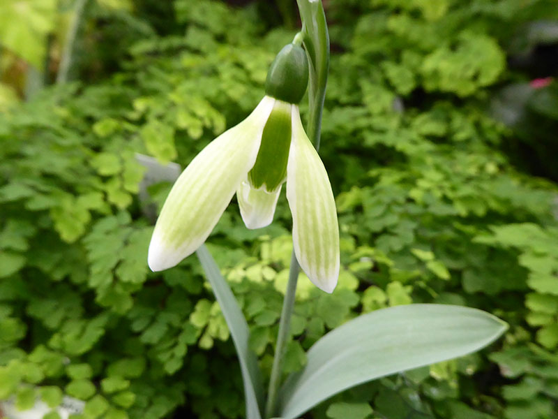 Galanthus elwesii 'Margaret Biddulph'-0
