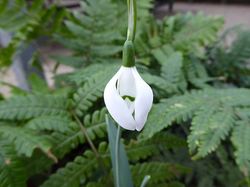 Galanthus elwesii 'Moses Basket'-21436