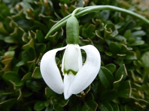 Galanthus elwesii 'Moses Basket'-0