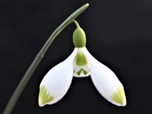 Galanthus 'Green Lantern'-0