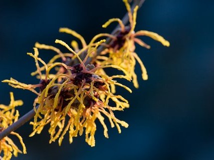 Hamamelis x intermedia 'Vesna' 5L-26429