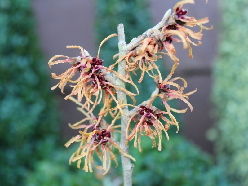 Hamamelis x intermedia 'Vesna' 5L-0