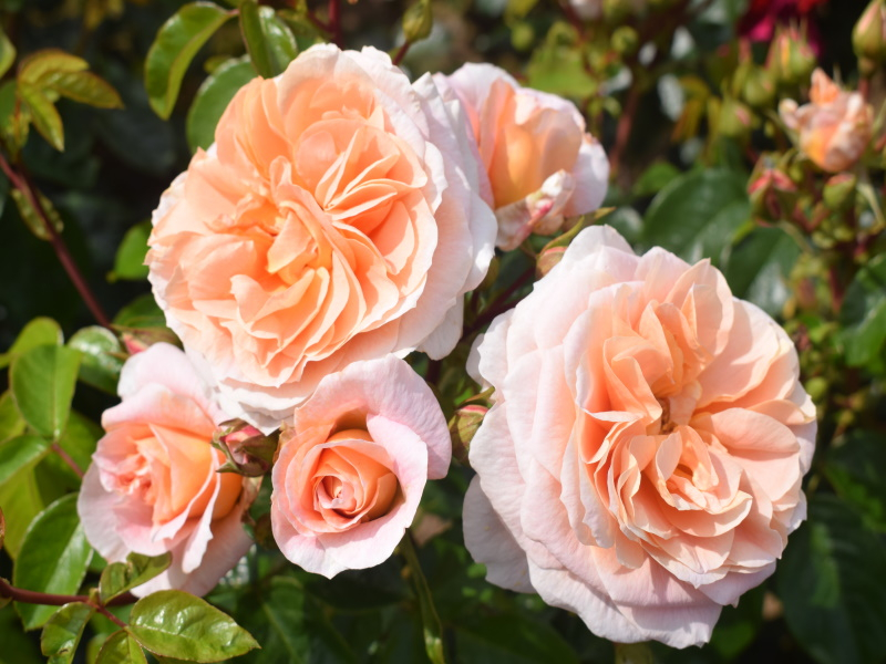 Rosa floribunda 'It's A Wonderful Life' (Dictwix)-0
