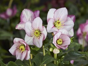 Helleborus x lemperii HGC' Liara' (Winter Ballet Series)-0