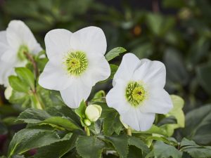 Helleborus x lemperii (Winter Ballet Series) HGC' Lisann'-0