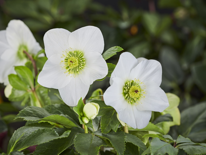 Helleborus x lemperii (Winter Ballet Series) HGC' Lisann'-0