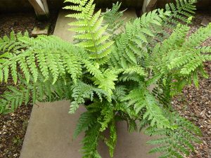 Polystichum setiferum (Soft Shield Fern)-0