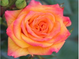 Rosa floribunda 'Redova' (Poulcy030)-0