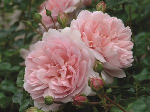 Rosa 'Wildeve' (ausbonny)-0