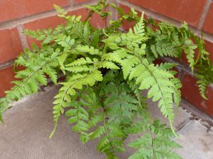 Athyrium otophorum 'Okanum' (Eared Lady Fern)-0