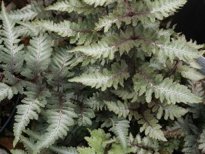 Athyrium niponicum var.pictum (Japanese Painted Fern)-0