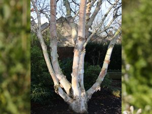 Betula costata 'Daleside'-0