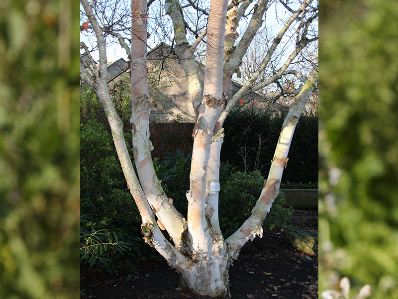 Betula costata 'Daleside'-0