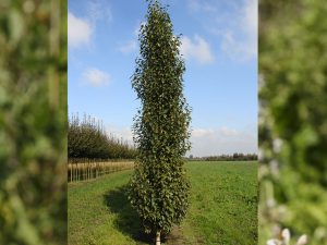 Betula pendula 'Fastigiata Joes' (jolep1)-0
