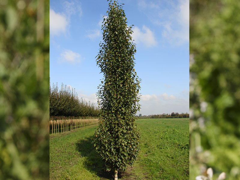 Betula pendula 'Fastigiata Joes' (jolep1)-0