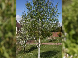 Betula utilis var. jacquemontii 'Trinity College'-0