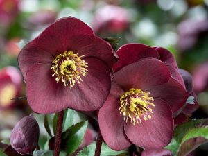 Helleborus HGC Ice n' Roses 'Brunello'-0
