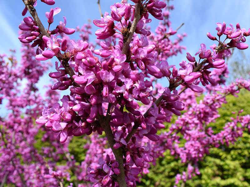 Cercis canadensis 'Avondale'-0