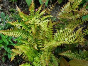 Dryopteris erythrosora (Copper Shield Fern)-0