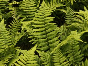 Dryopteris wallichiana (Wood Fern)-0
