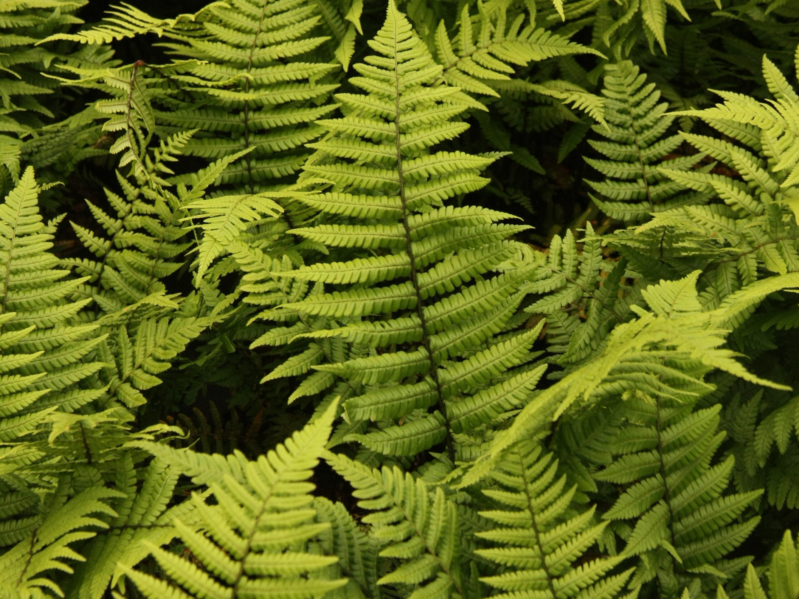 Dryopteris wallichiana (Wood Fern)-0