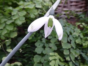 Galanthus elwesii 'Spring Greens'-0