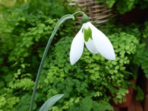 Galanthus elwesii 'Whittallii'-0
