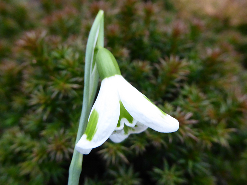 Galanthus plicatus 'Trym'-0
