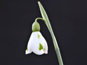 Galanthus plicatus 'Trimmer'-0