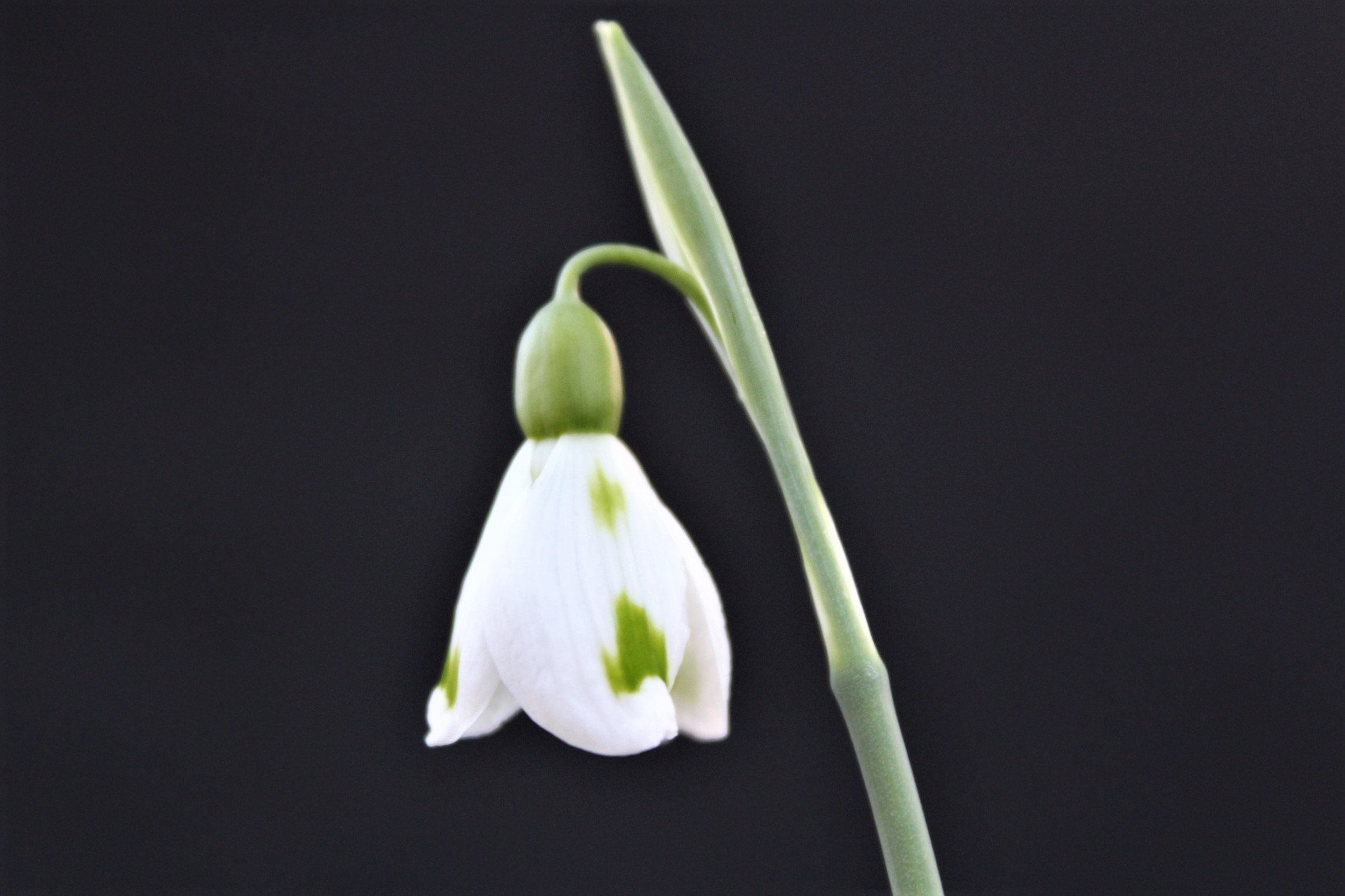 Galanthus plicatus 'Trimmer'-0