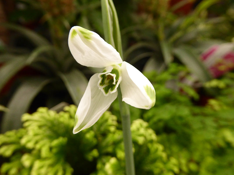 Galanthus plicatus 'Trinity'-0