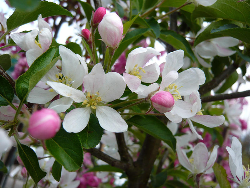 Malus 'Comtesse de Paris'-21061