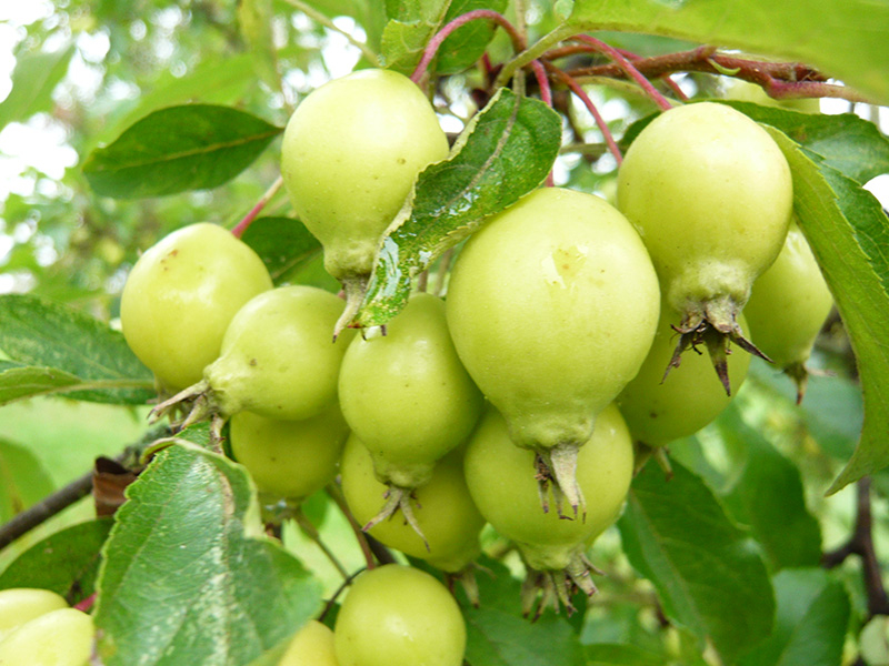 Malus 'Comtesse de Paris'-0