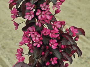 Malus toringo 'Aros'-0