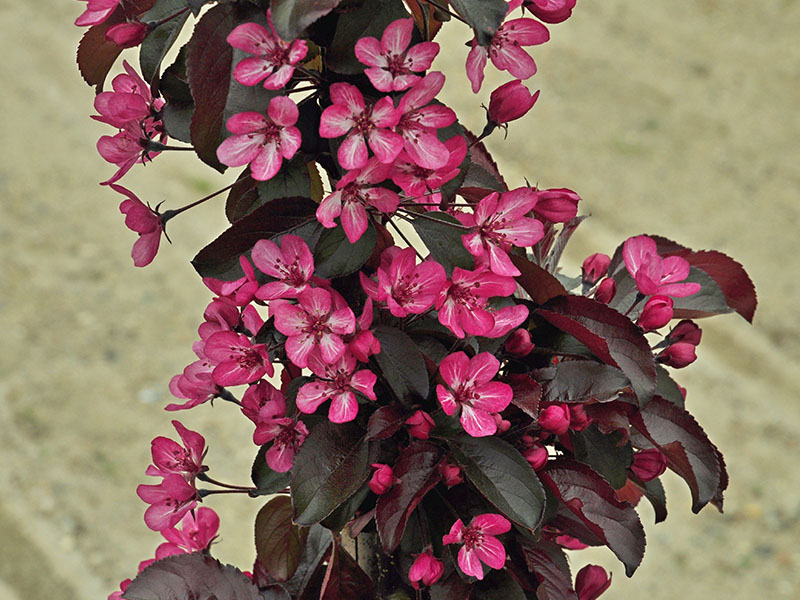 Malus toringo 'Aros'-0