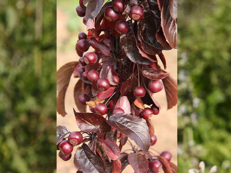 Malus toringo 'Aros'-21078