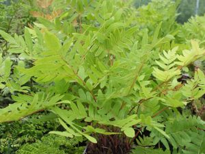 Osmunda regalis (Royal Fern)-0