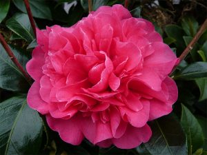 Camellia x williamsii 'Anticipation' (5 LITRE)-0