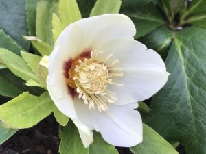 Helleborus x hybridus (Ashwood Evolution Group) Ivory white shades with golden nectaries red flush-0