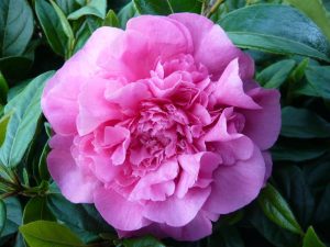 Camellia x williamsii 'Brigadoon'-0